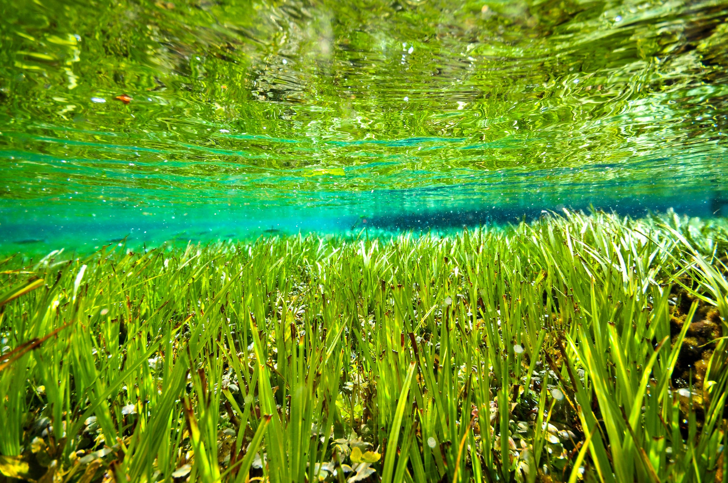 Seagrass.jpg__PID:f3241f3f-37f4-4648-94c0-43e7dddc1b24