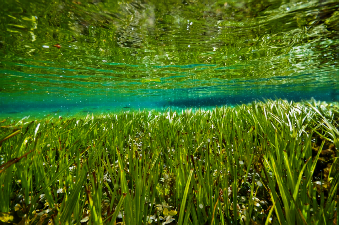 Seagrass Take 2.png__PID:99791e5f-9bb2-4f50-a28e-d4c43b755fd1